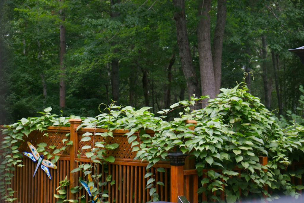 Wood deck railing with green climbing plants